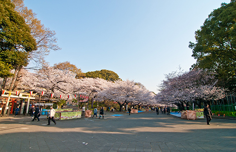桜と音楽のハーモニー！上野公園で音楽祭始まる