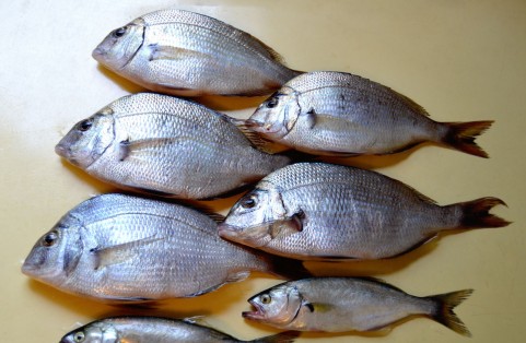 “オーラのある魚”を売る人気店「根津松本」