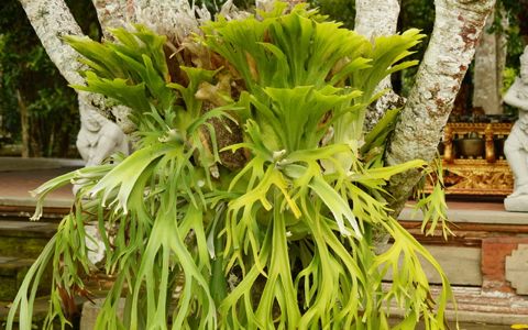 世界の珍しい植物が大集合 ウルトラ植物博覧会 ガジェット通信 Getnews