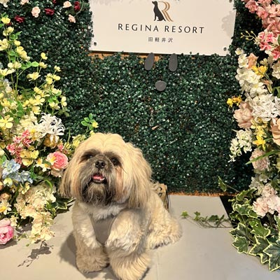 写真：愛犬スクービー
