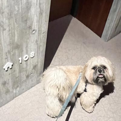 写真：愛犬スクービー