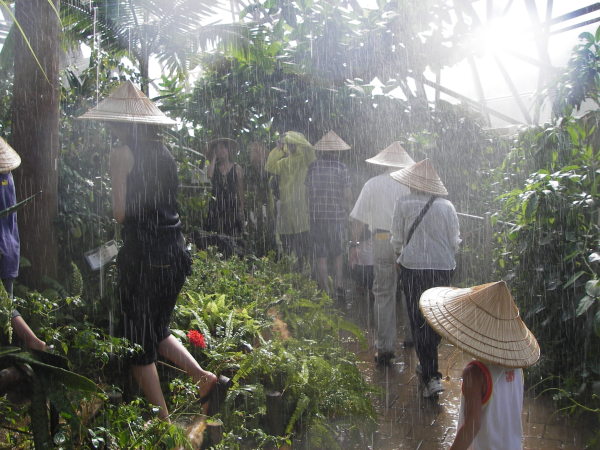 蝶の標本 ジャングルを舞う宝石(A特) 昆虫標本
