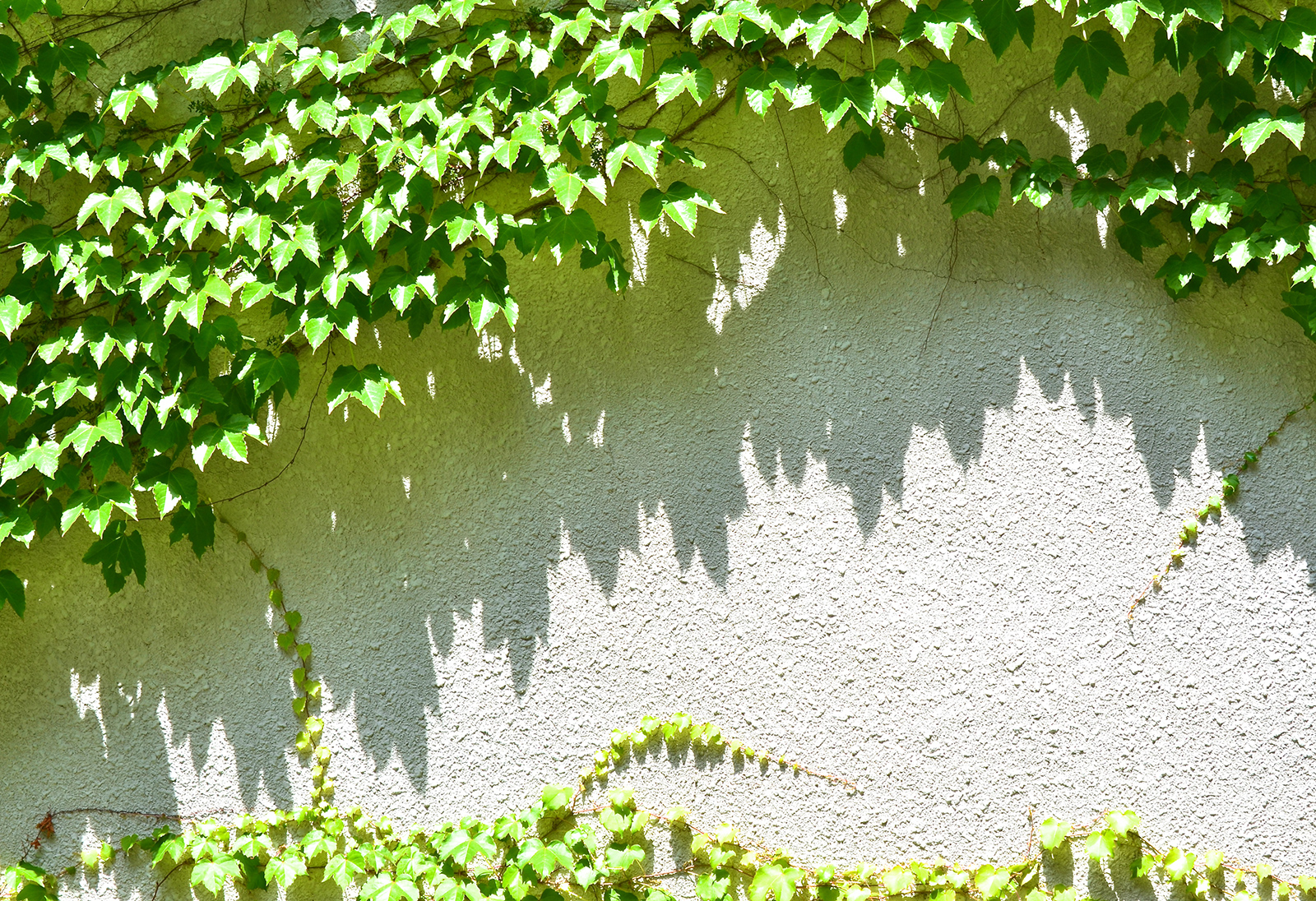 2017.05 Let's GROW GREEN：写真